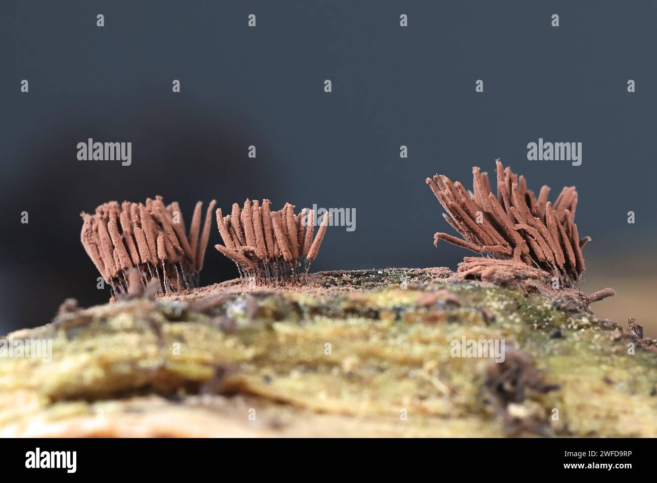 Stemonitis smithii, a tube slime mold from Finland, no common English name Stock Photo