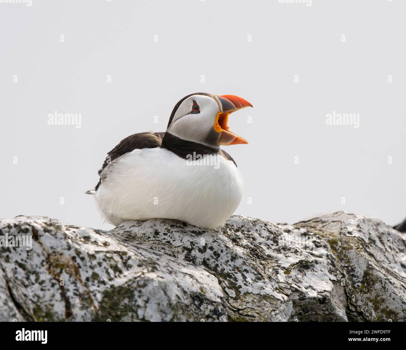 Atlantic puffin Fratercula arctica, yawning, resting on rocks, May. Stock Photo