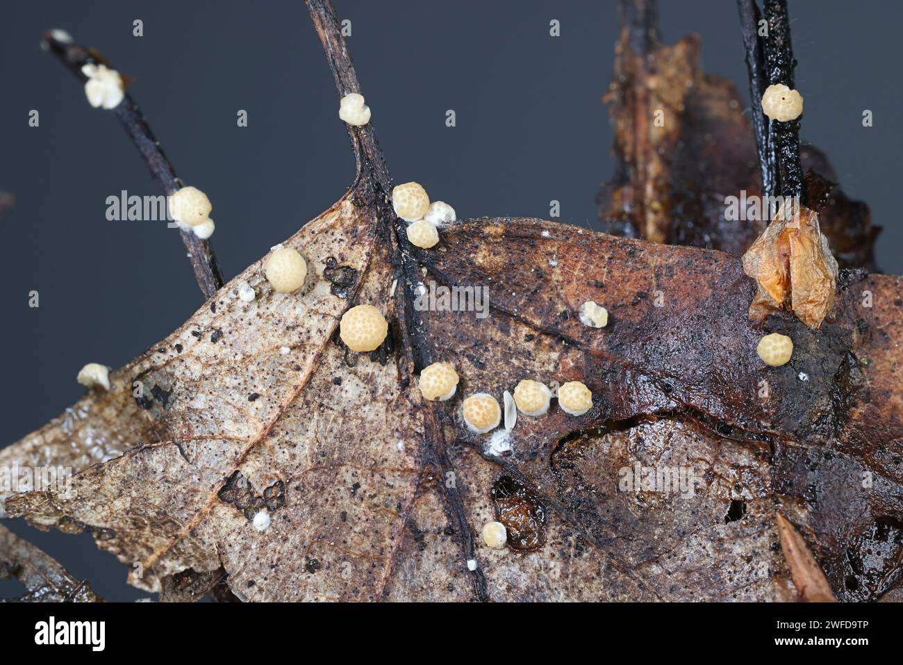 Trichoderma foliicola, also called Hypocrea foliicola, anamorphic fungus from Finland growing on leaf litter, no common English name Stock Photo
