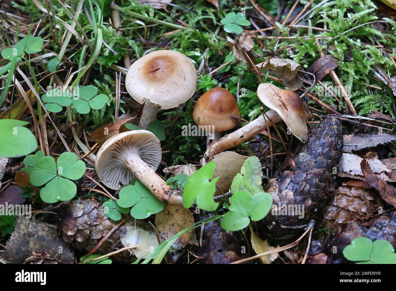 Hygrophorus discoideus, a waxy cap mushroom from Finland, no common English name Stock Photo