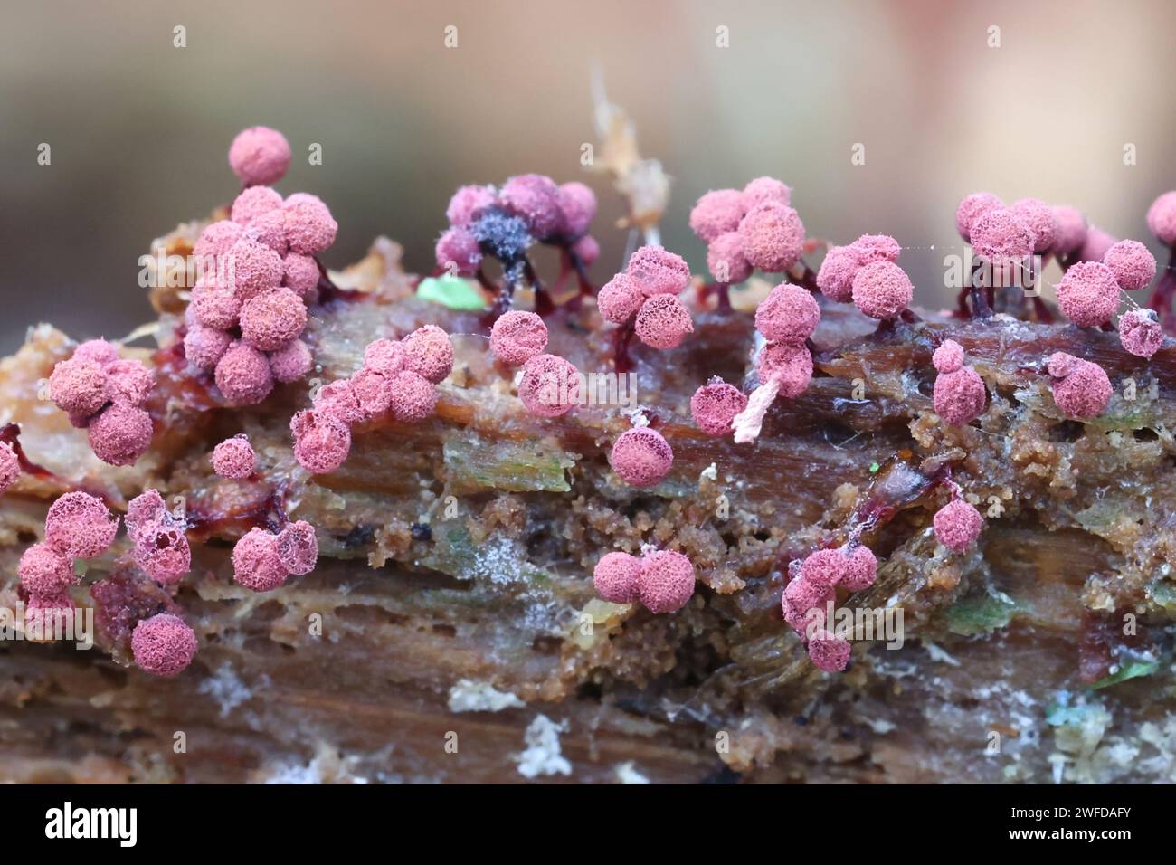 Cribraria purpurea, purple slime mold from Finland, no common English name Stock Photo