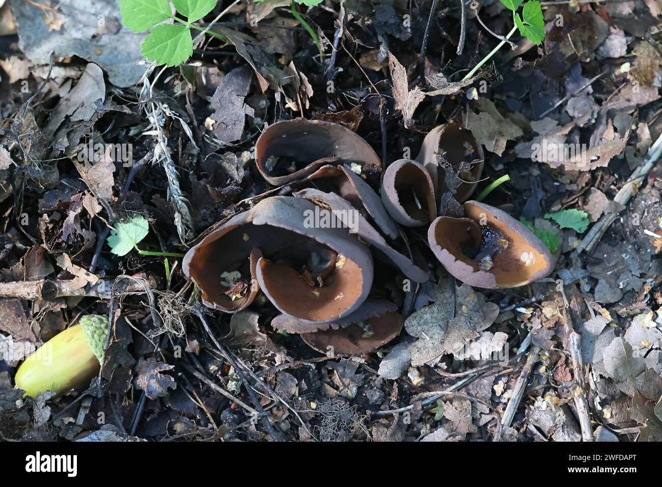 Otidea bufonia, known as split goblet or rabbit-ear cup fungus, wild mushroom from Finland Stock Photo