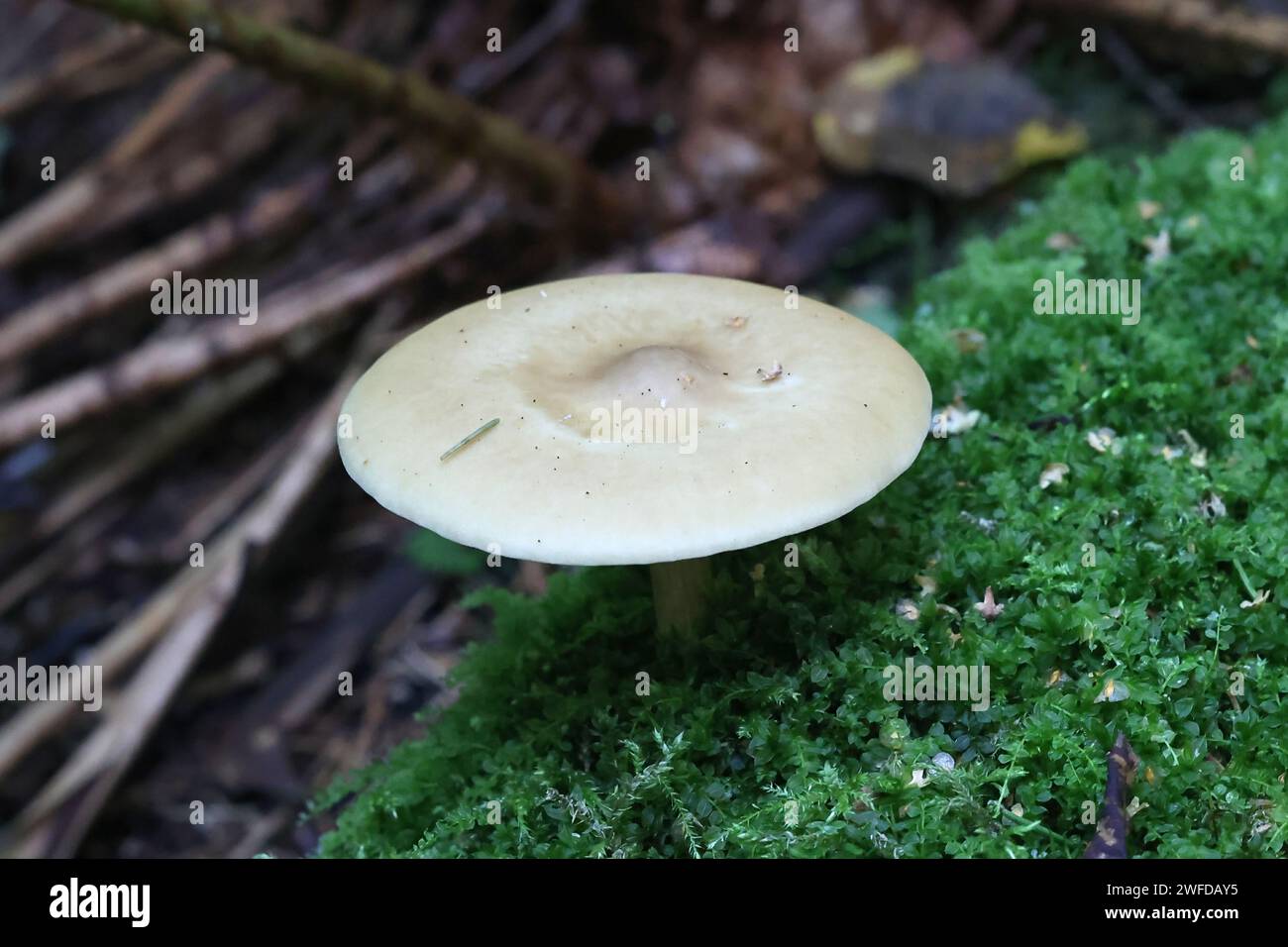 Melanoleuca cognata, commonly known as the spring cavalier, wild mushroom from Finland Stock Photo