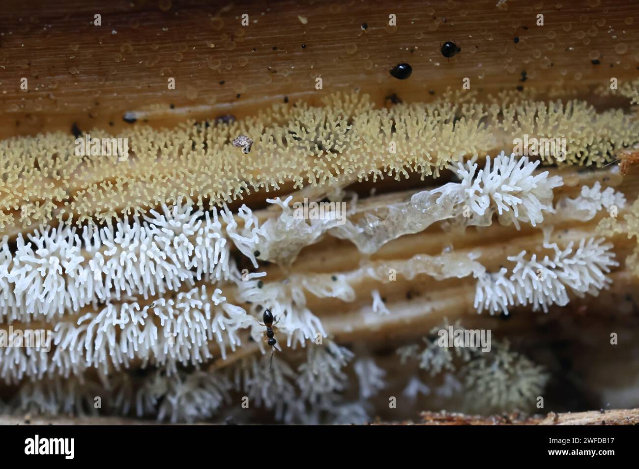 Ceratiomyxa fruticulosa, commonly known as white coral, slime mold from Finland Stock Photo