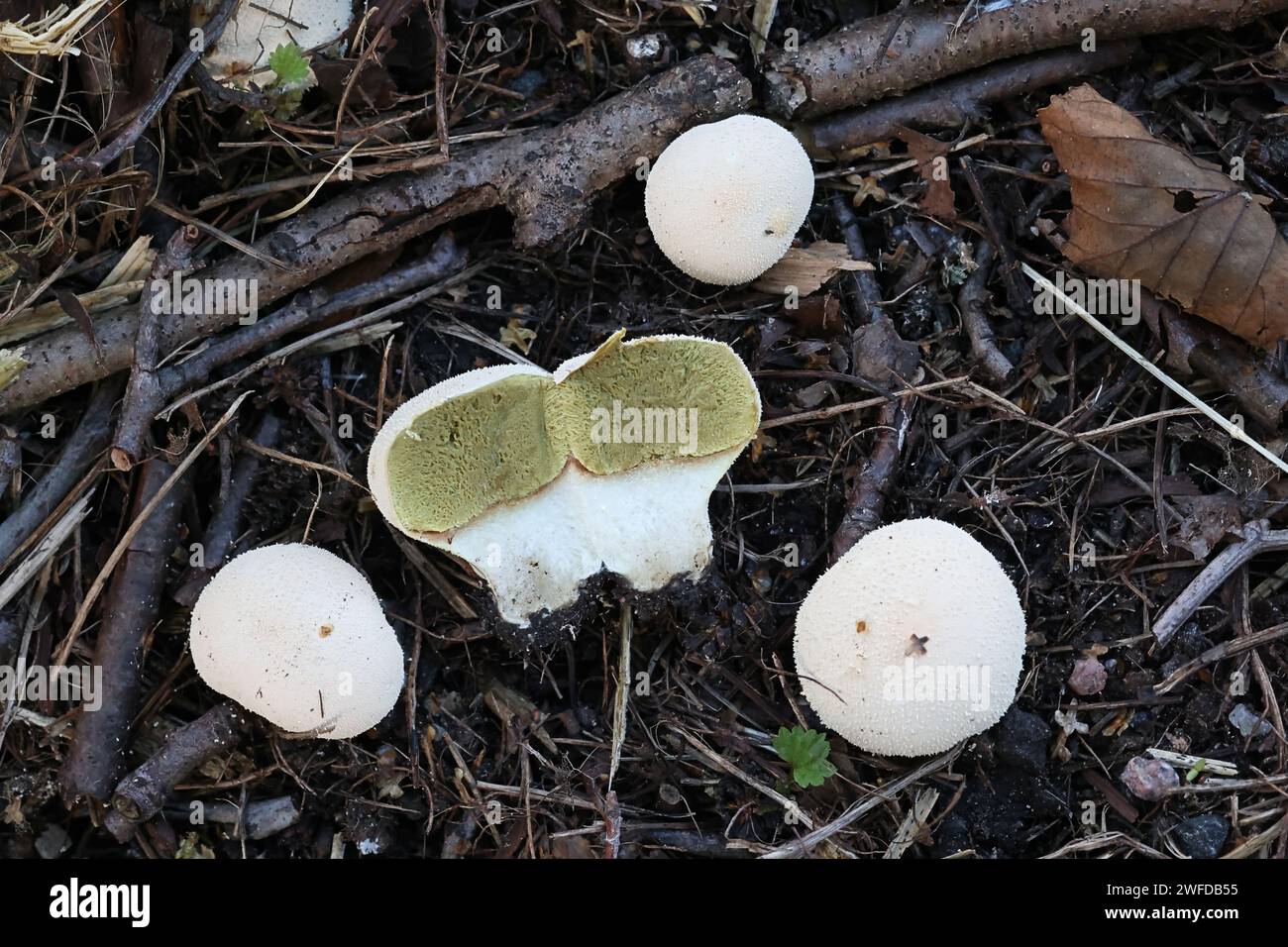 Lycoperdon pratense, also called Vascellum pratense, commonly known as Meadow Puffball, wild fungus from Finland Stock Photo