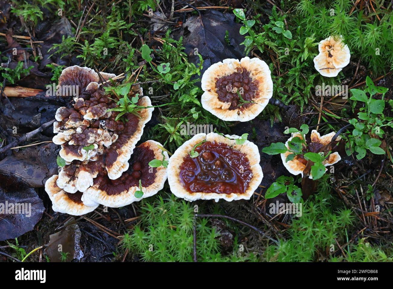 Hydnellum aurantiacum, commonly known as the orange spine or orange Hydnellum, wild tooth fungus from Finland Stock Photo