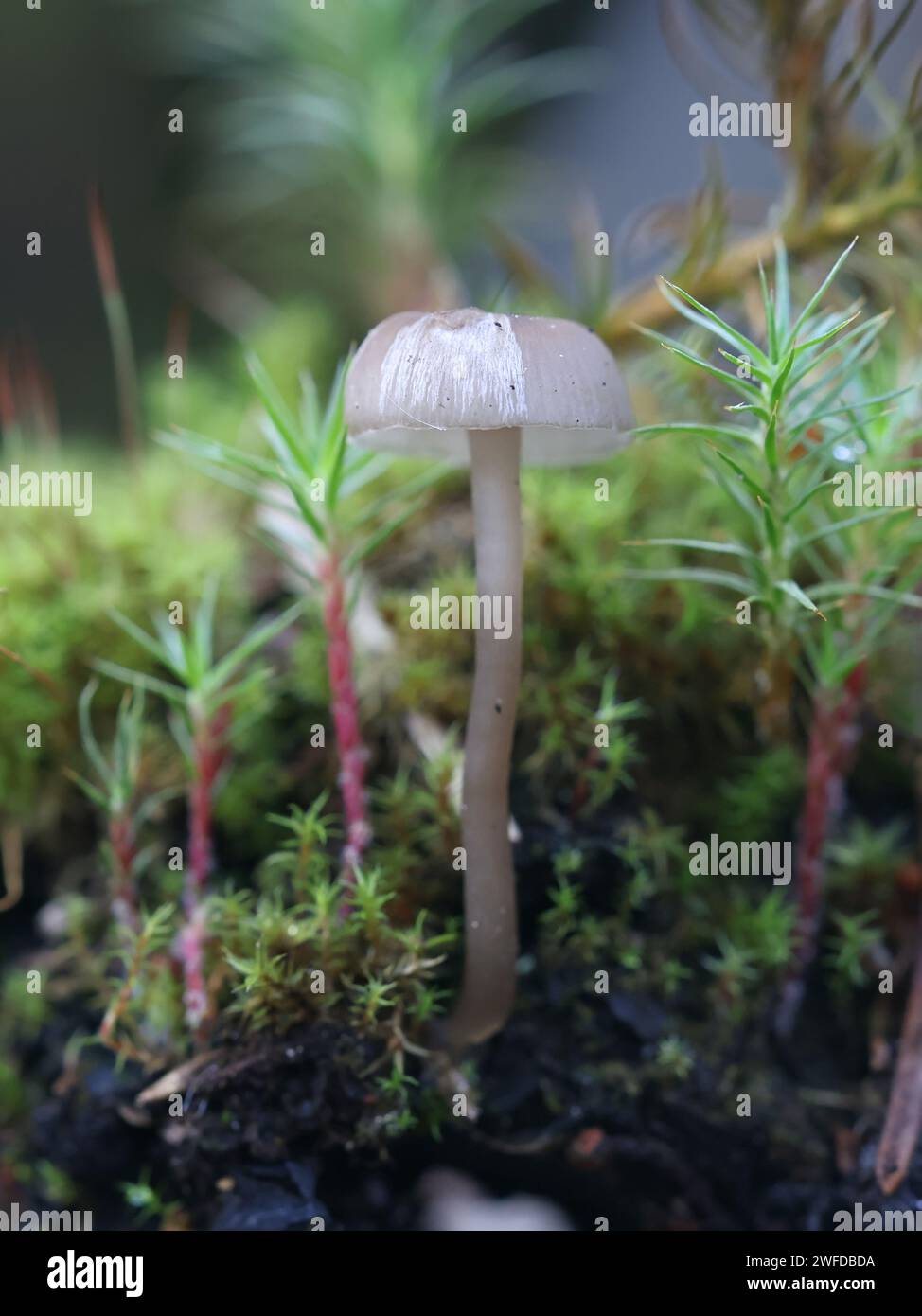 Myxomphalia maura, a coal loving navel mushroom from Finland, no common English name Stock Photo