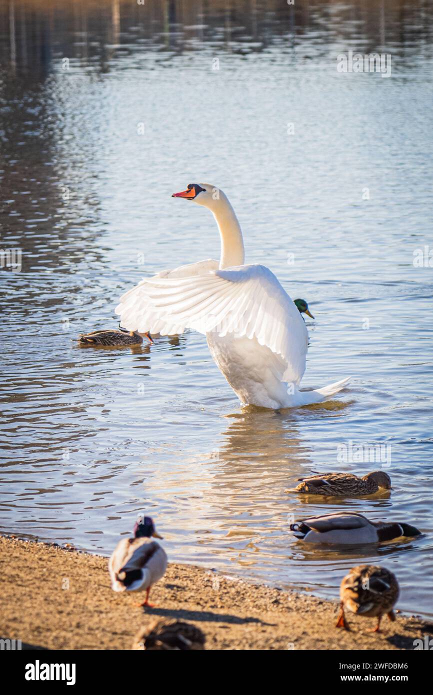 A vertical of a swan surrounded by ducks flapping its wings in a lake Stock Photo