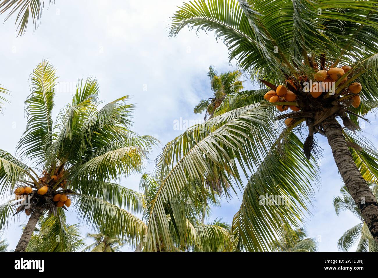 Coconut palms with yellow fruits are under bright blue sky on a sunny day, Cocos nucifera Stock Photo