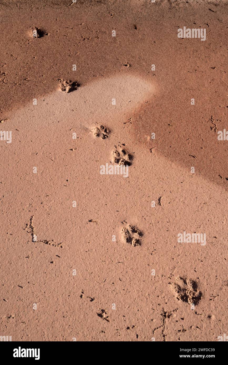 Coyote tracks, Cataract Canyon, Utah. Stock Photo