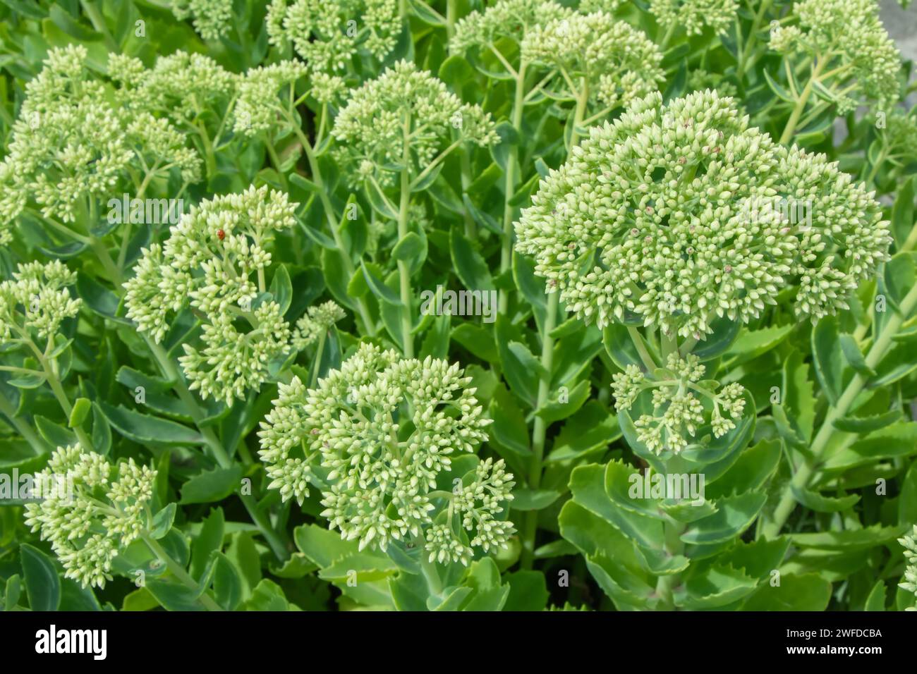 Plant Sedum Spectabile or Hylotelephium Spectabile is ready to bloom. Green round leaves background Stock Photo