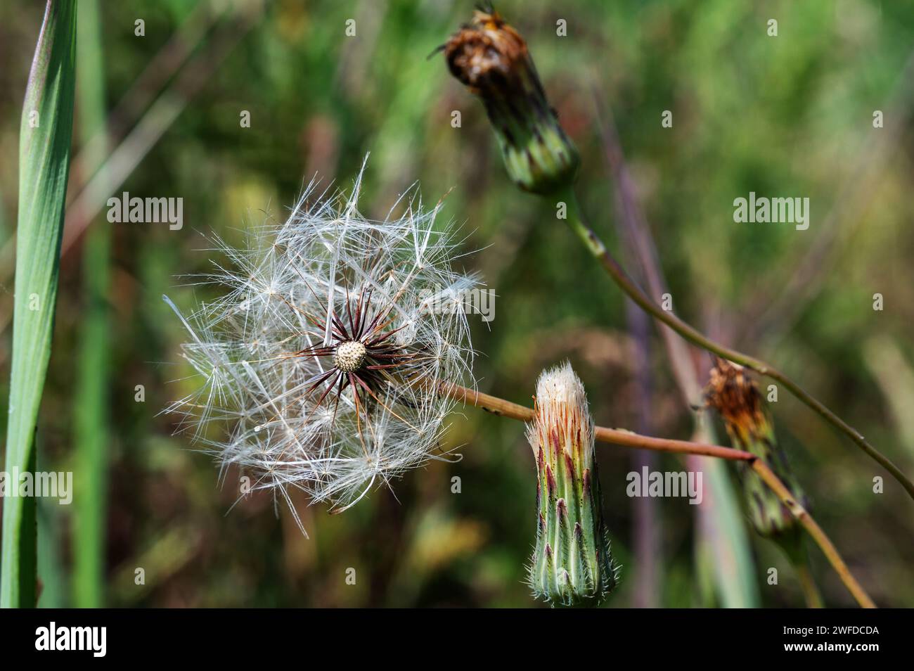Wild lettuce Lactuca virosa. Medicinal field plant. Close-up of a flowering and fruiting plant. Stock Photo