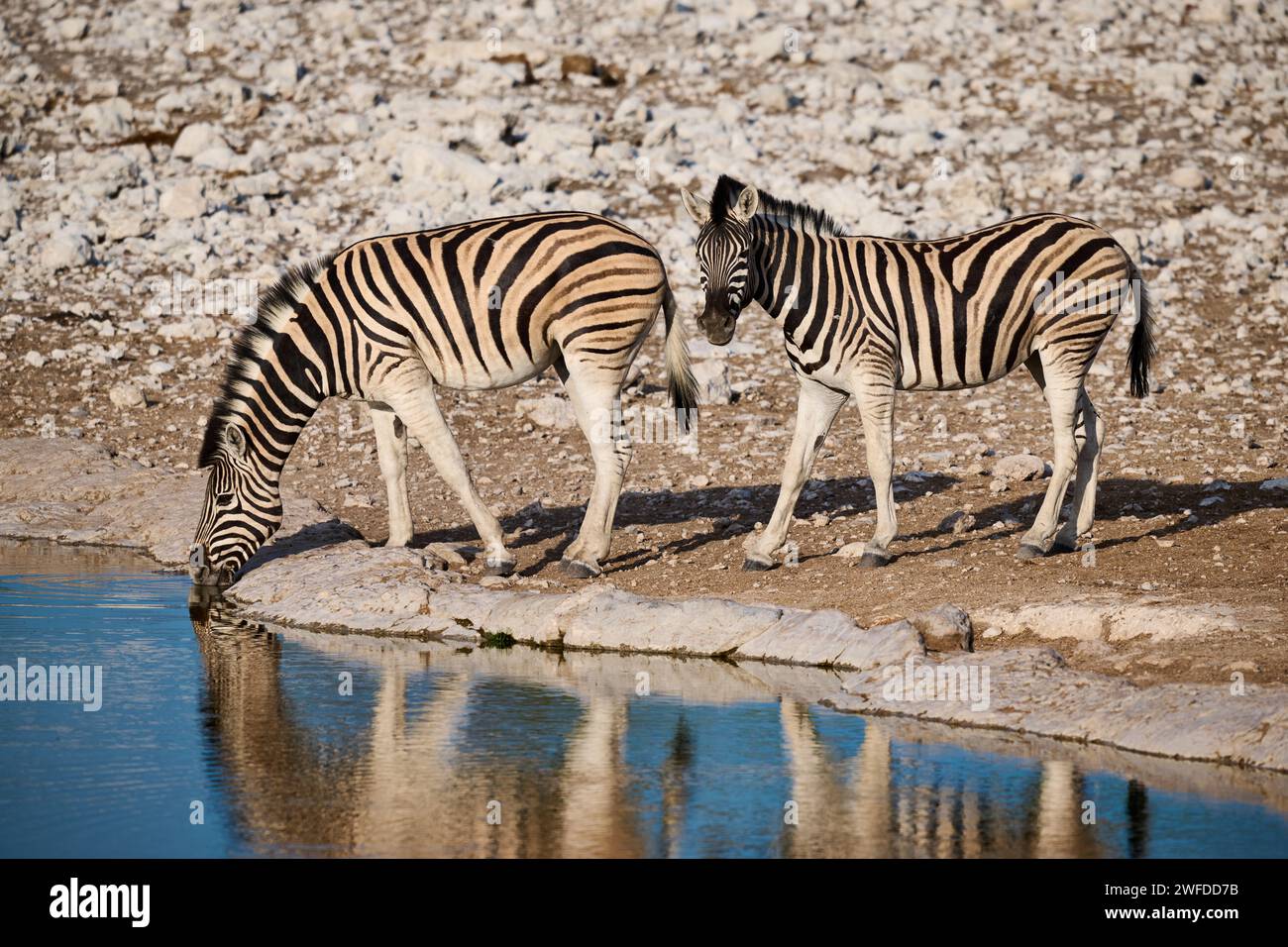 Equus quagga burchellii hi-res stock photography and images - Alamy