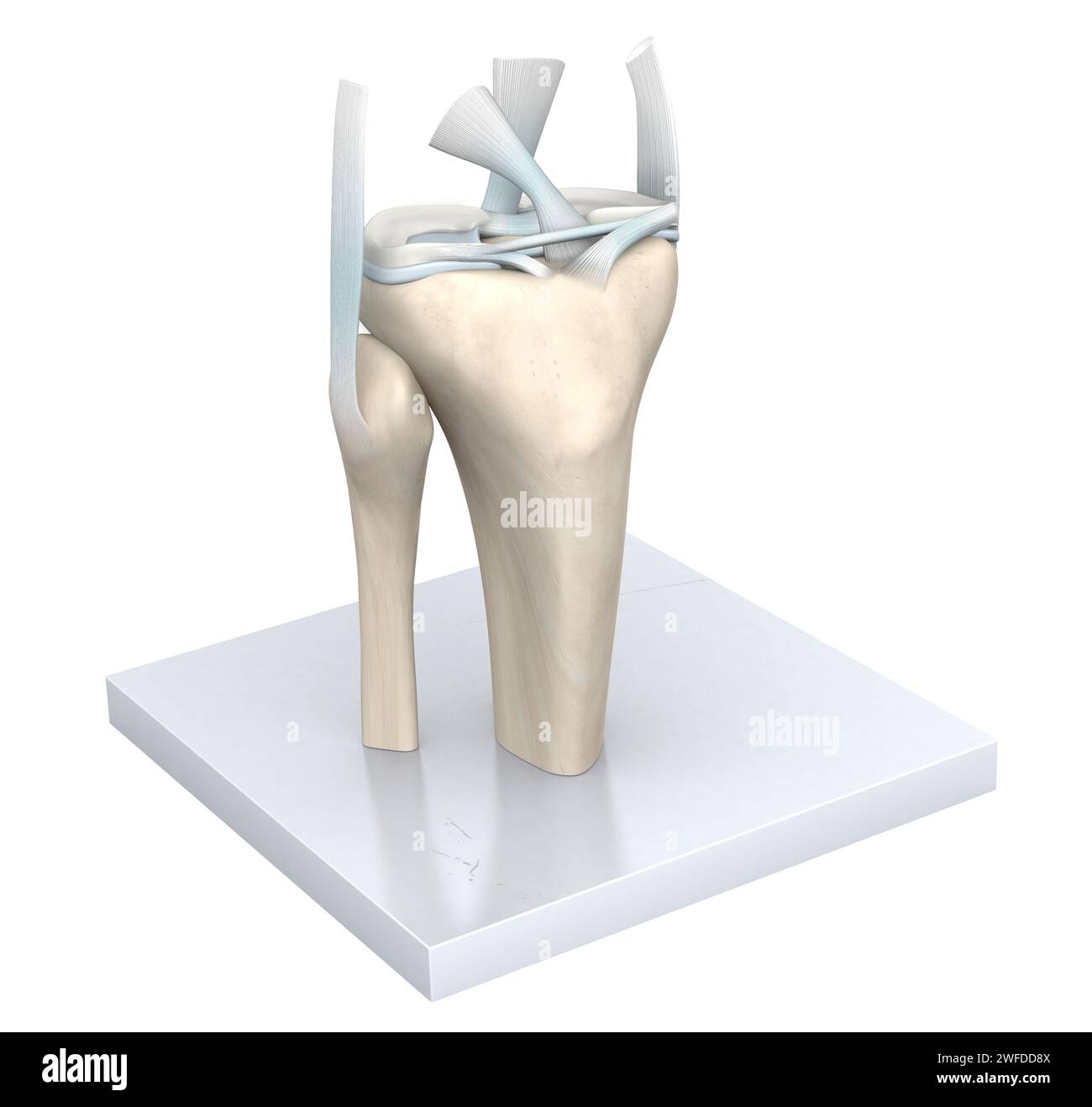 The knee joint, a complex hinge structure, connects the thigh bone (femur) to the shin bone (tibia), cushioned by cartilage, enabling flexion, extensi Stock Photo