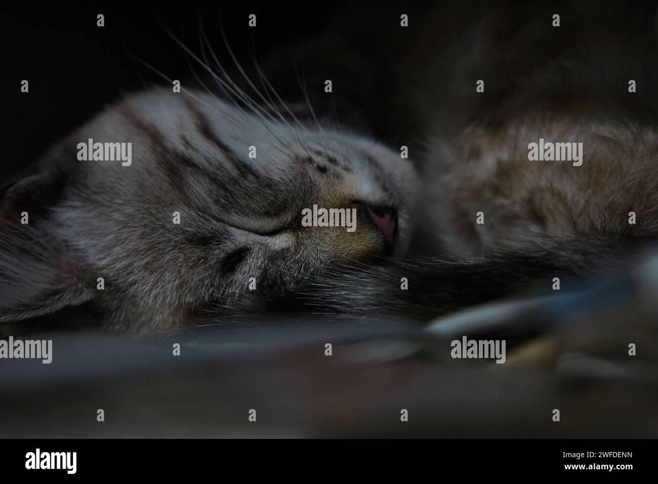 A Contented feline peacefully slumbers, head resting in the center, eyes gently shut Stock Photo