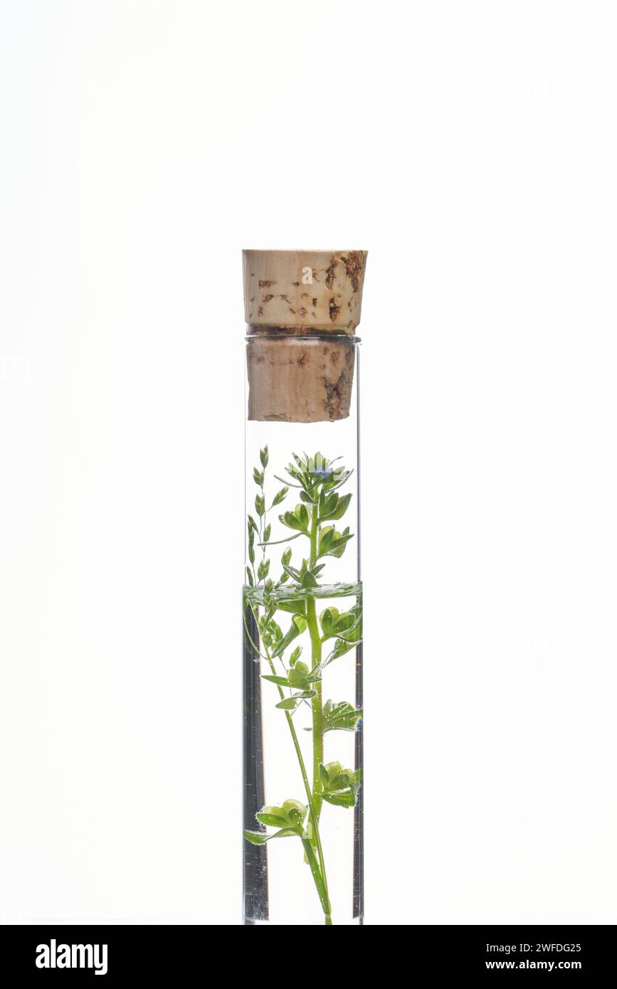 Laboratory glassware test tubes in Cut Out Stock Images & Pictures - Alamy