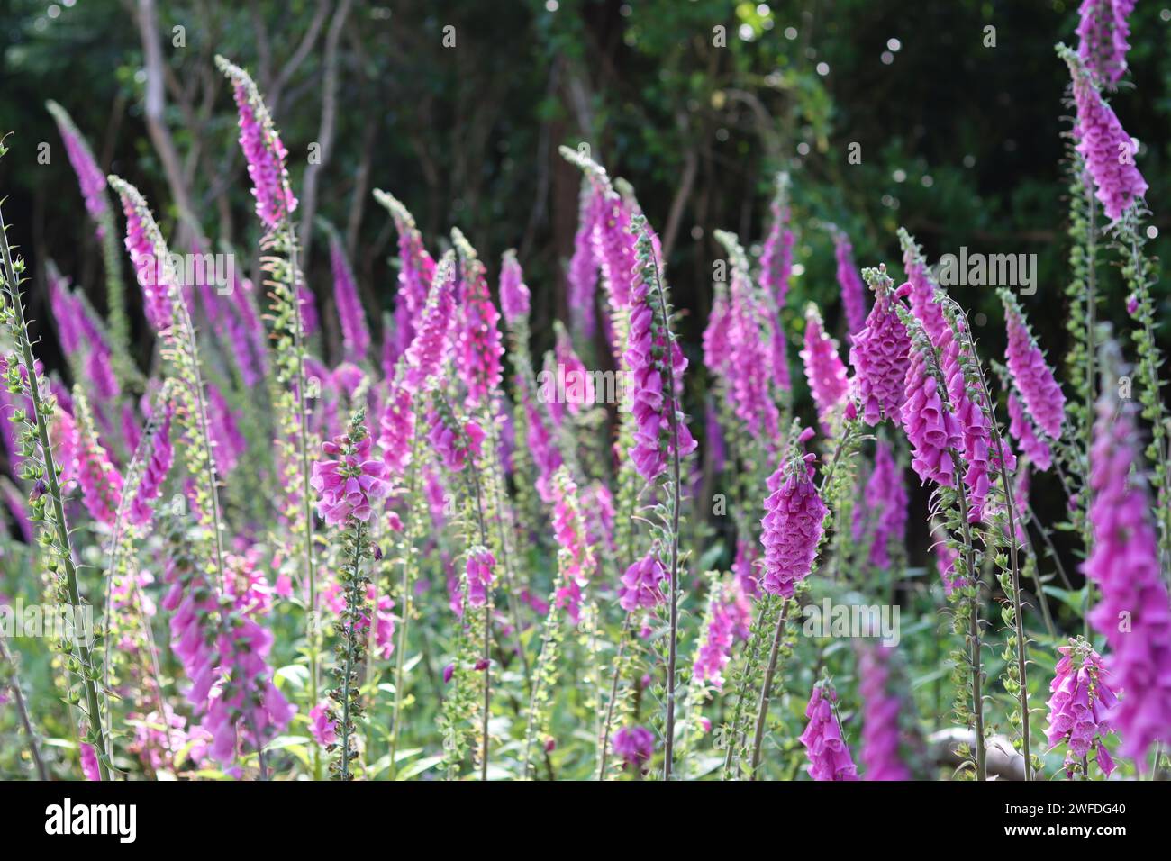 Pink foxgloves in a countryside meadow Stock Photo - Alamy