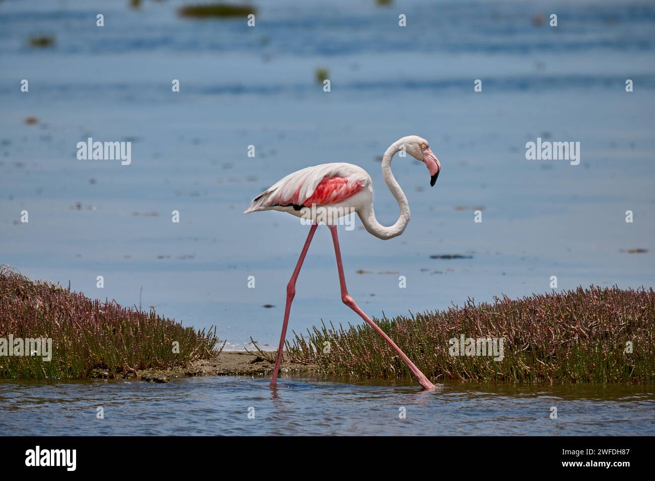 greater flamingo (Phoenicopterus roseus), Flamingo Lagoon,    Walvis Bay, Namibia, Africa Stock Photo