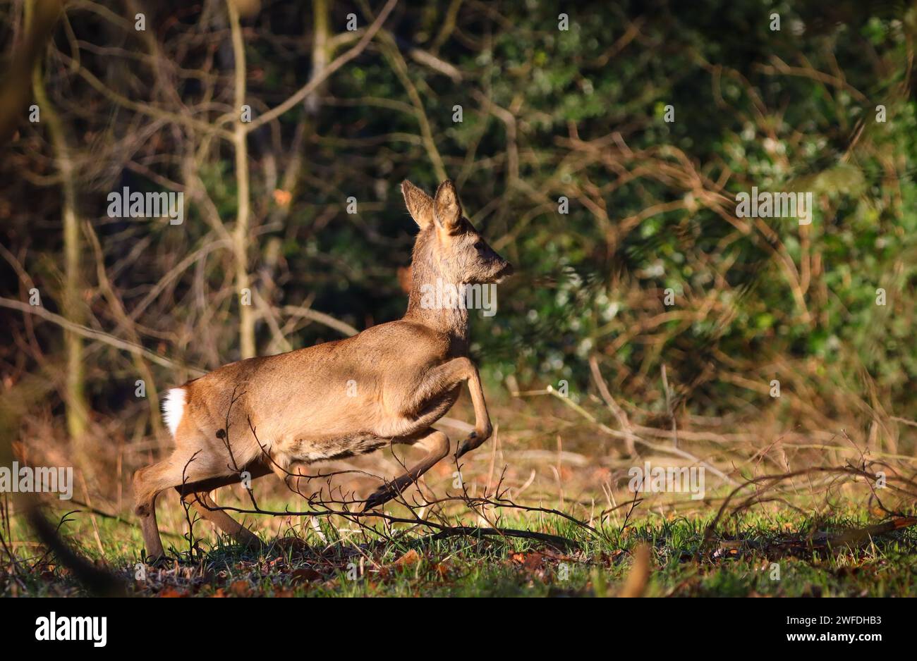 jumping deer in action Stock Photo