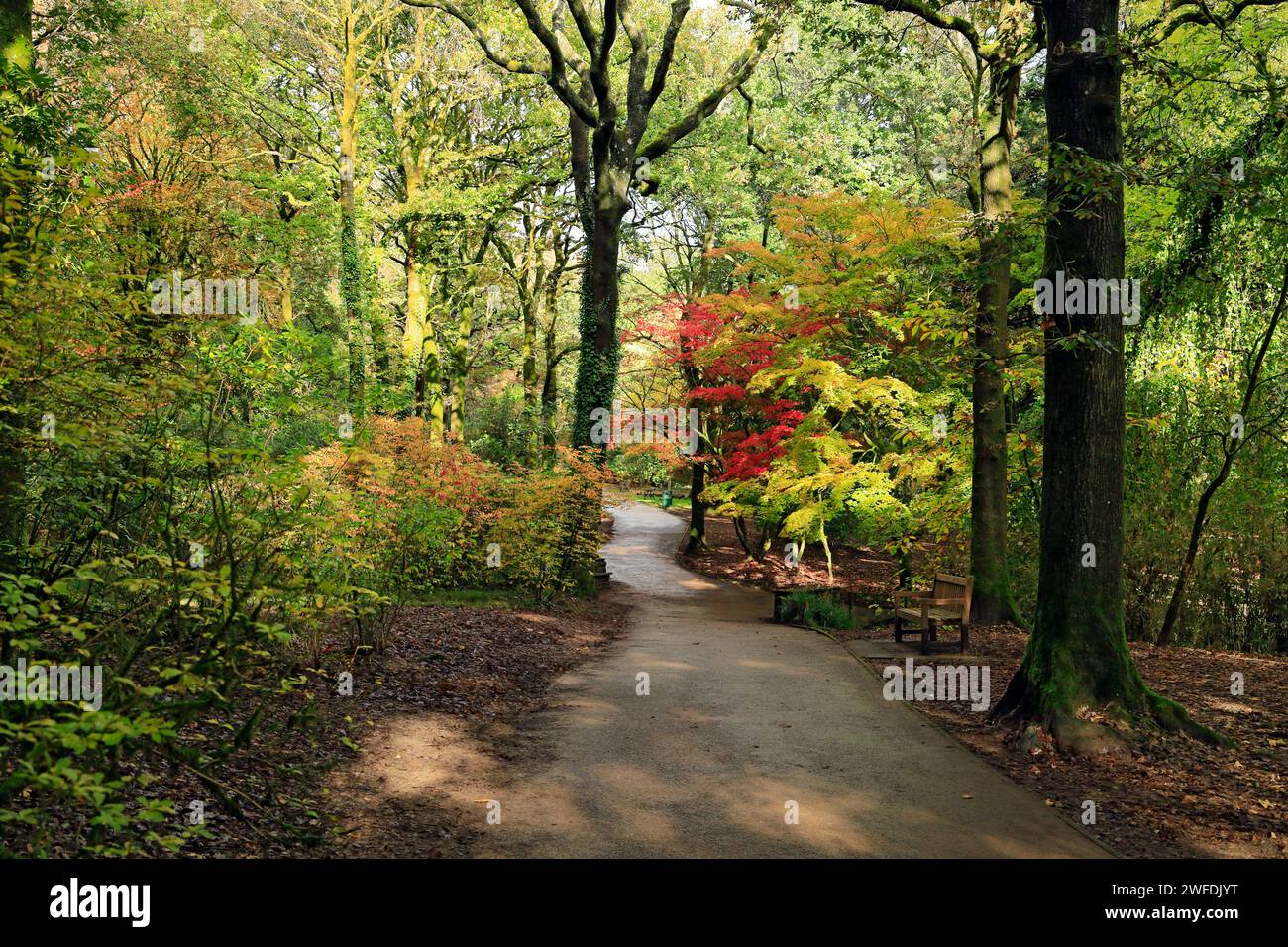 Autumn colours Parc Cefn Onn, Lisvane, Cardiff, South Wales. Stock Photo