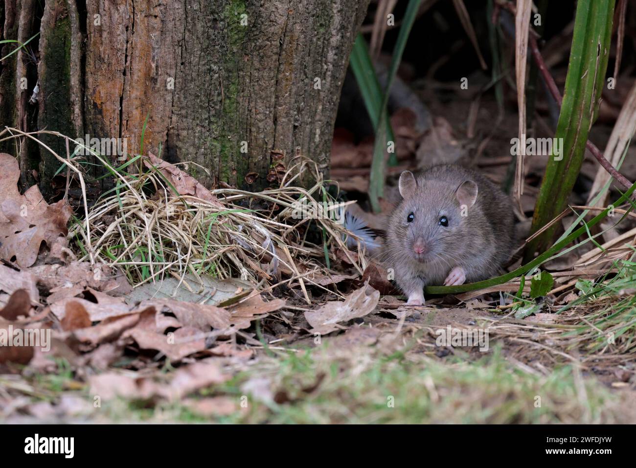Brown rat Rattus norvegicus, in bird hide grey brown fur pointed face small round ears pink feet and nose long scaly tapered tail darting out to feed Stock Photo