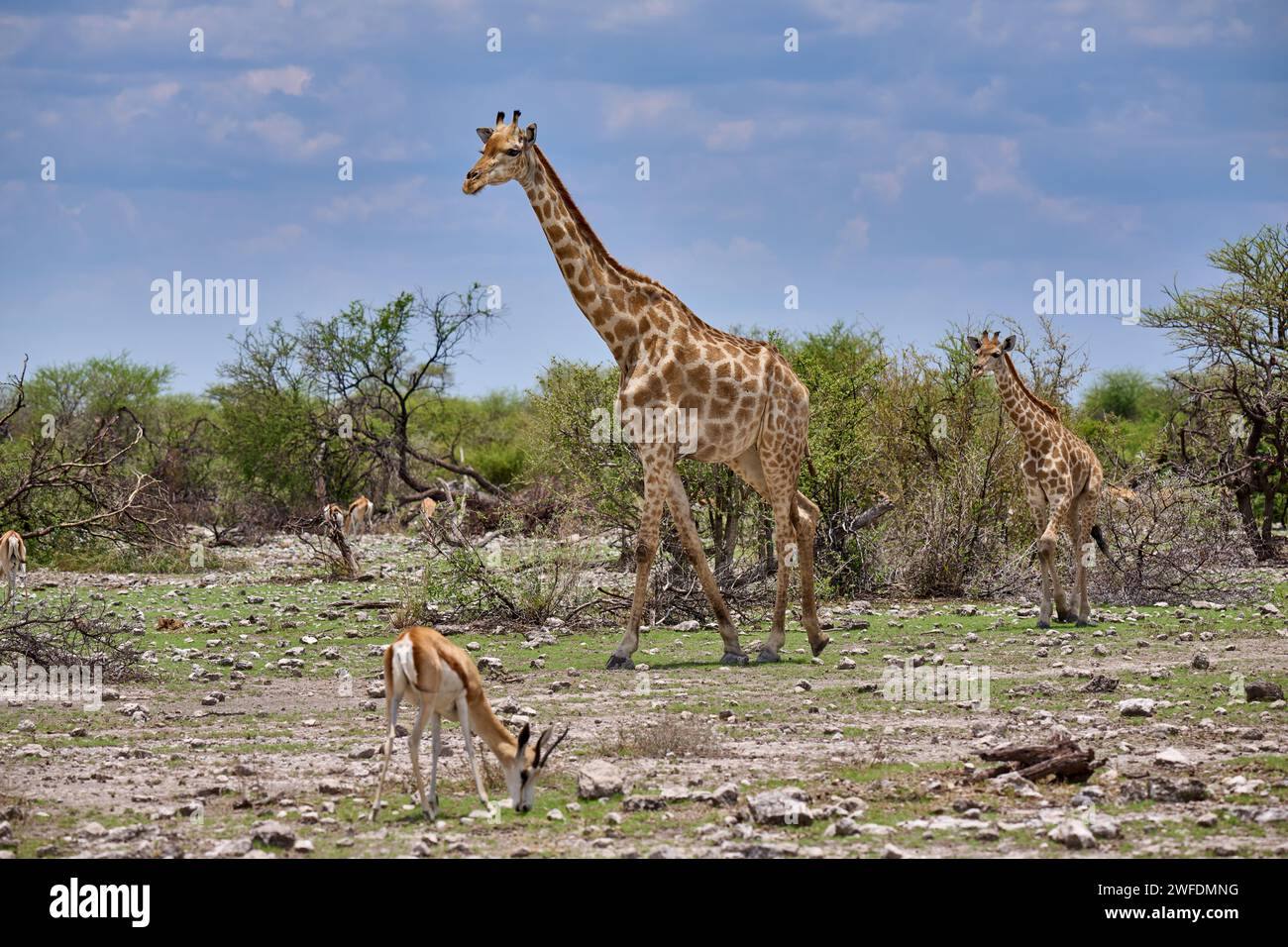 Angolan giraffe or Namibian giraffe or smokey giraffe (Giraffa camelopardalis angolensis) mother with youngster, Etosha National Park, Namibia, Africa Stock Photo