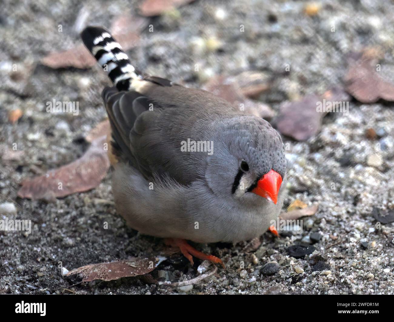 Australian zebra finch (female), Australische Zebrafink, Diamant