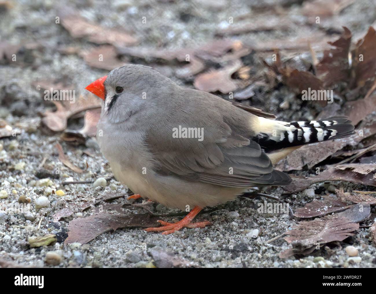 Australian zebra finch (female), Australische Zebrafink, Diamant