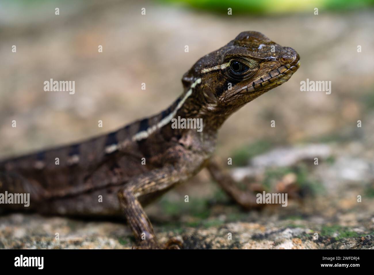 Lizard gate hi-res stock photography and images - Alamy