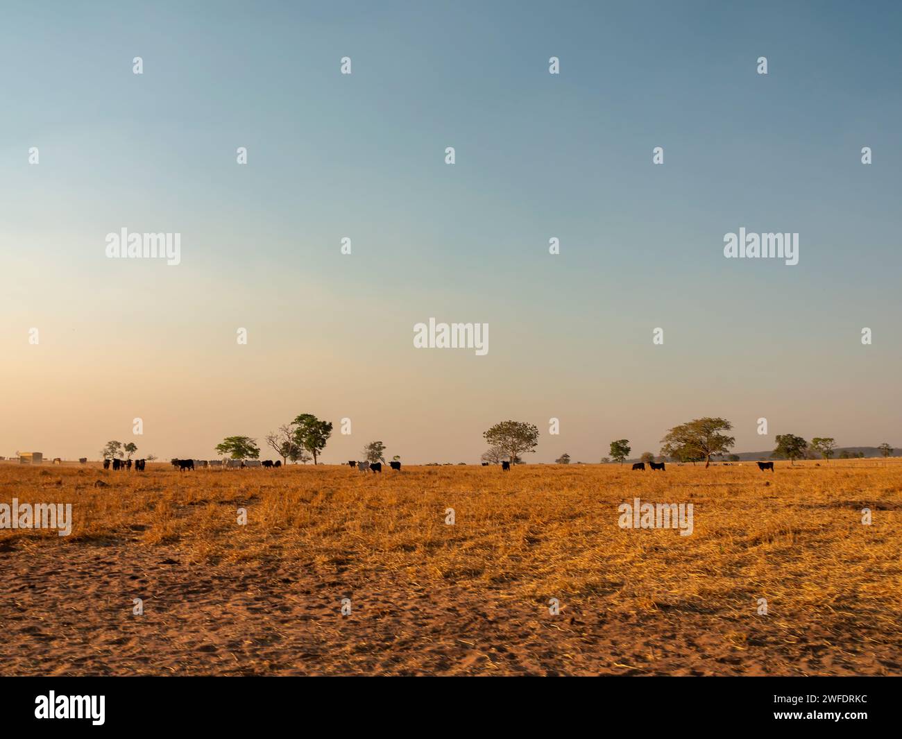 Savannah cerrado hi-res stock photography and images - Alamy