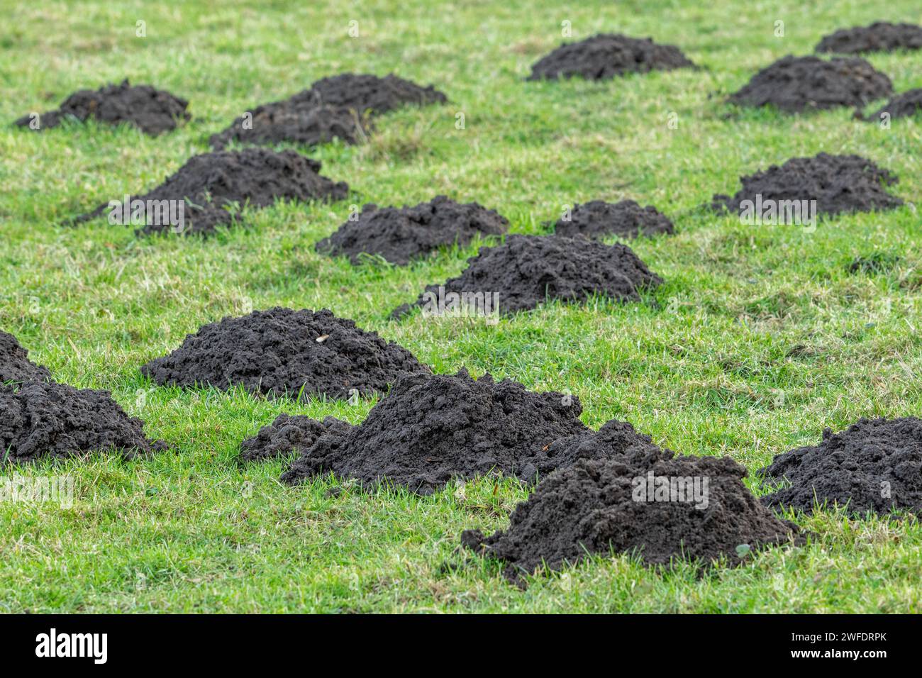 Molehills / mole mounds / mole-hills in field / pasture, displaced soil raised by European mole (Talpa europaea) when digging tunnels Stock Photo