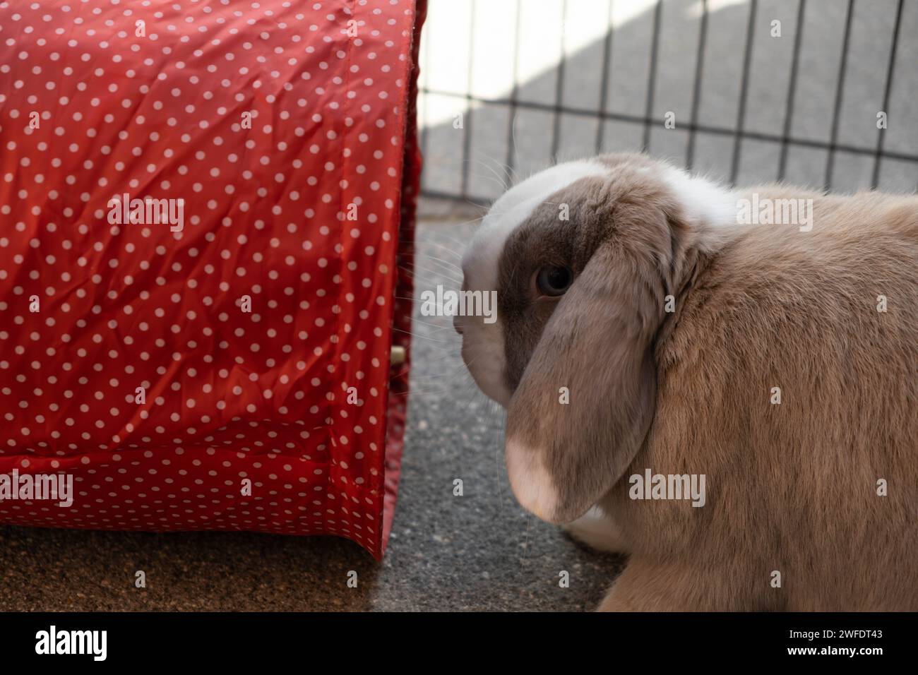 Mini lop rabbit enjoying playtime with tunnels outside Stock Photo