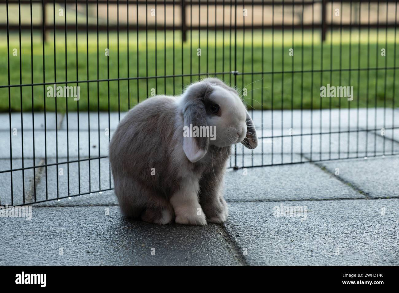 Blue mini lop rabbit 2025