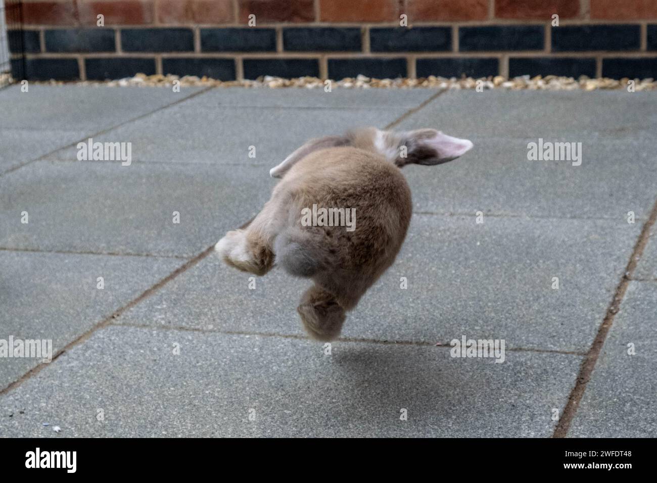 Mini Lop rabbit caught mid-leap in a playful backyard dash Stock Photo ...