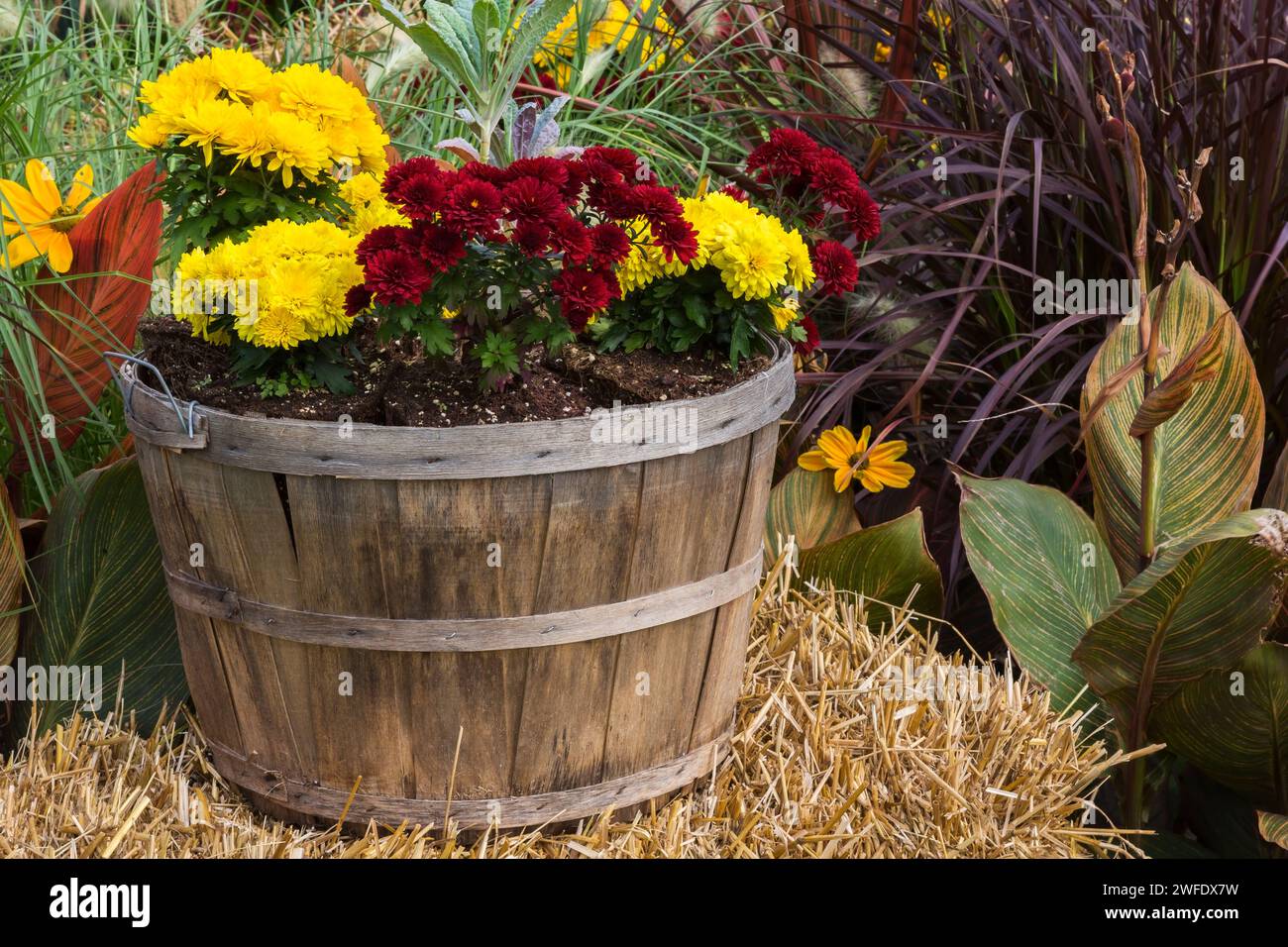 Crimson red and yellow Chrysanthemum flowers growing in wooden basket in autumn. Stock Photo