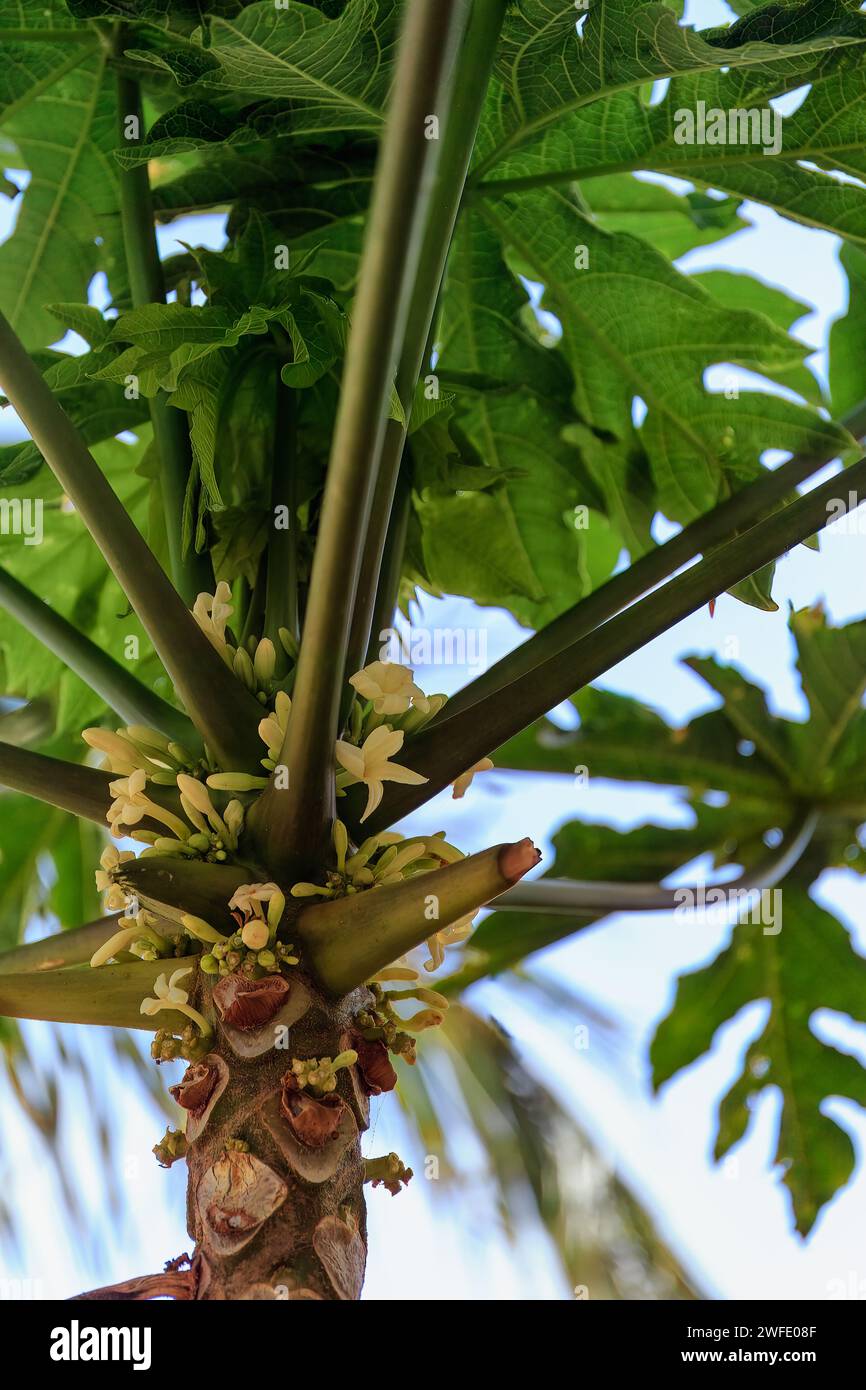 Tropical Flora: Papaya Tree Flowers in Cape Verde. High quality photo Stock Photo