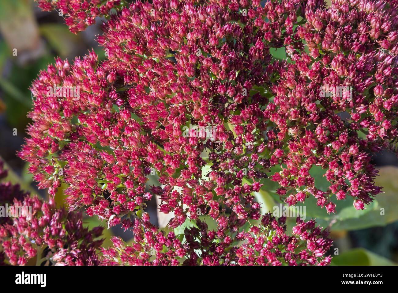 Sedum - Stonecrop in autumn. Stock Photo