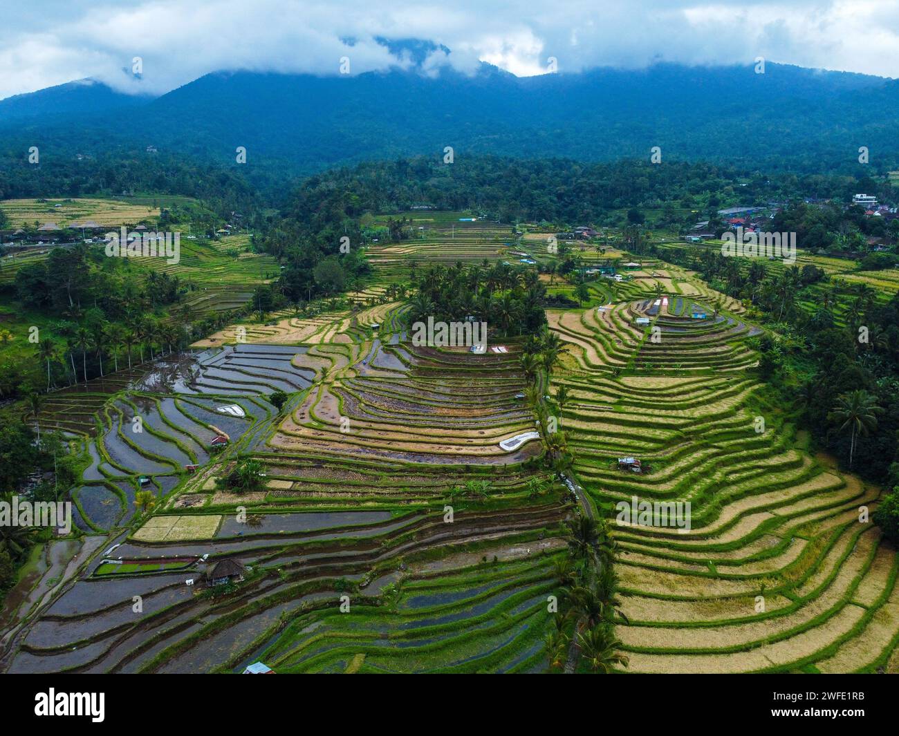 Aerial view of rice terraces of Bali Stock Photo - Alamy