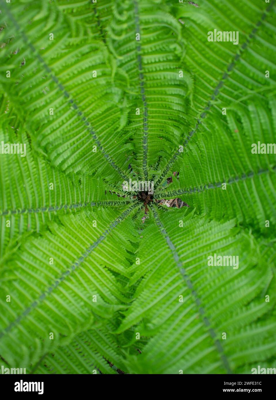 A top view of a wonderful green fern. Green fern texture that can be used as a background. Close up details of an inside of a fern. Ferns background a Stock Photo