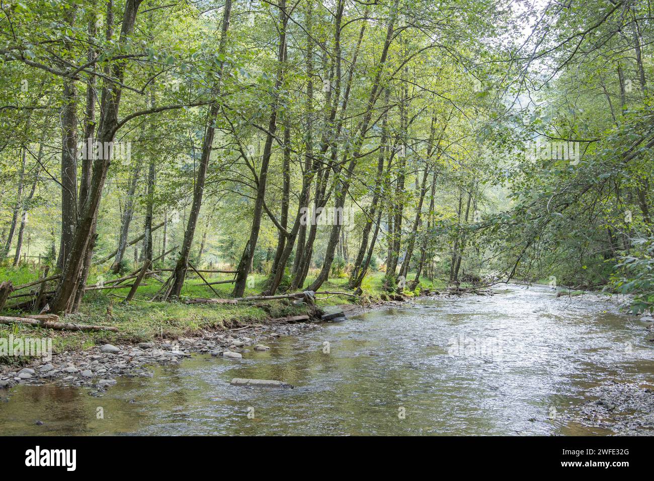 Alnus incana trees alongside a river. Riparian habitat importance. Riparian galleries importance. Grey alder forest. Stock Photo