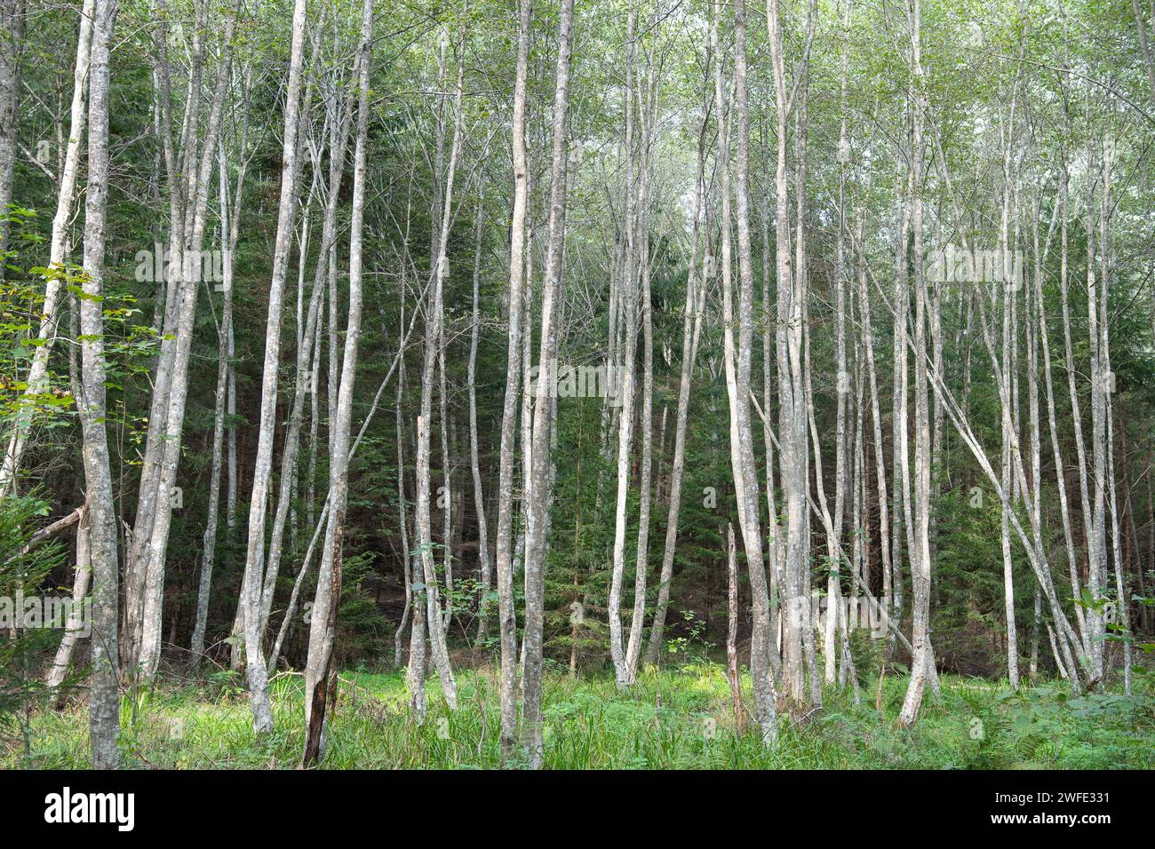 Alnus incana trees alongside a river. Riparian habitat importance. Riparian galleries importance. Grey alder forest. Stock Photo