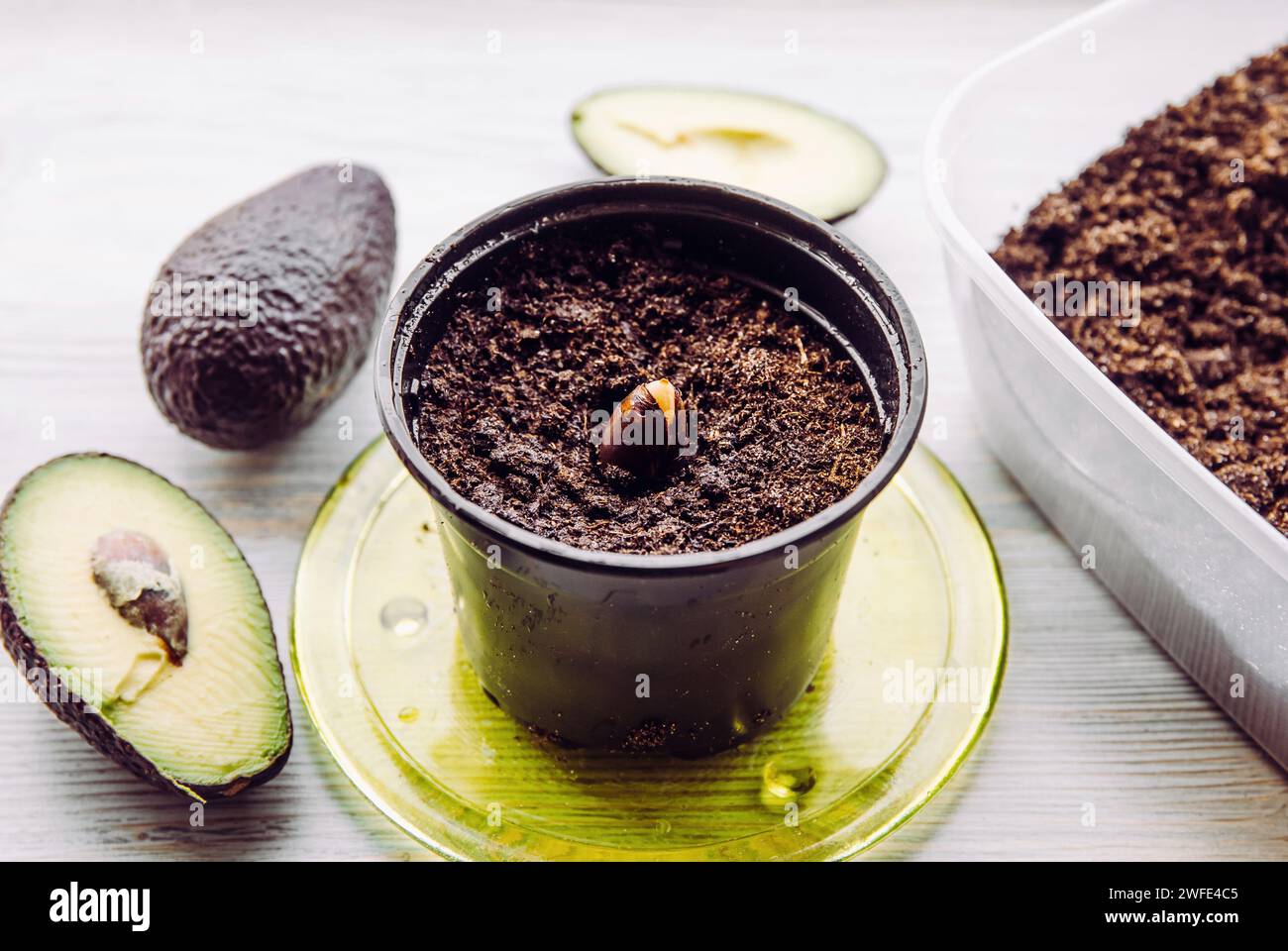 Root growth experiment hi-res stock photography and images - Alamy