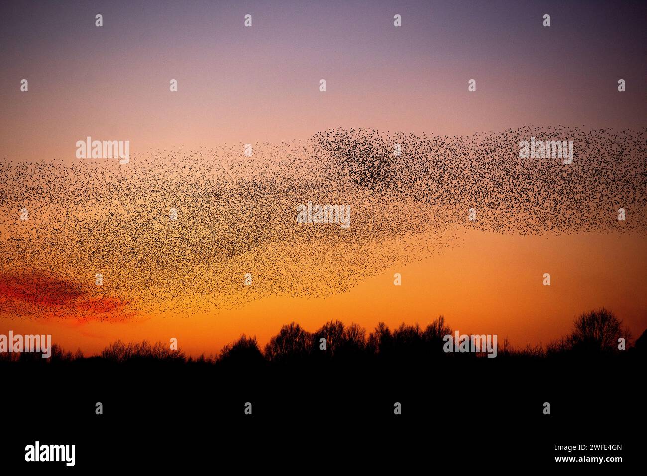 Holme Pierrepont, Nottinghamshire, UK. 30th January, 2024.  A general view of the starling murmuration over the Skylarks Nature Reserve at Holme Pierrepont, Nottingham. Neil Squires/Alamy Live News Stock Photo