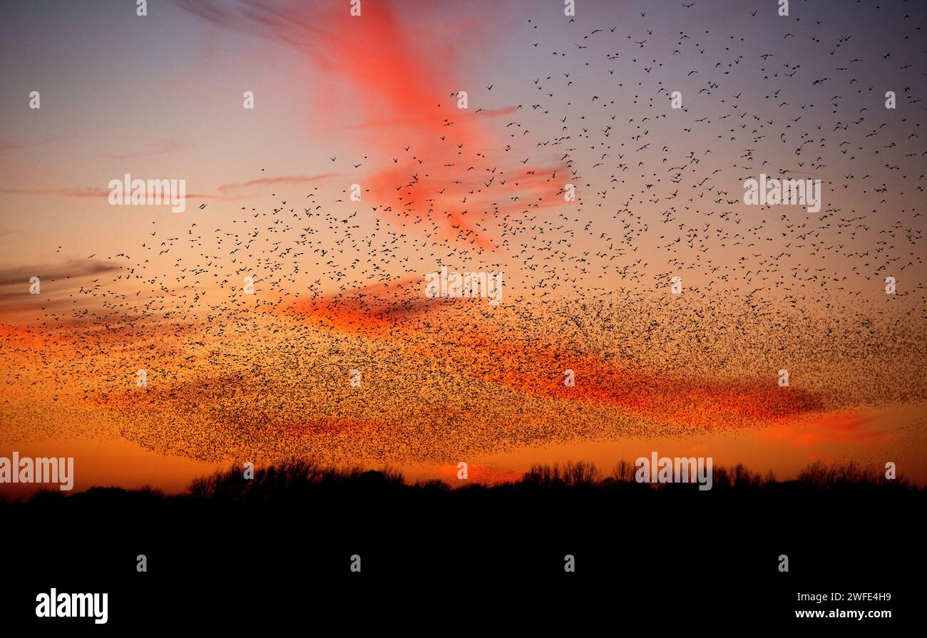 Holme Pierrepont, Nottinghamshire, UK. 30th January, 2024.  A general view of the starling murmuration over the Skylarks Nature Reserve at Holme Pierrepont, Nottingham. Neil Squires/Alamy Live News Stock Photo