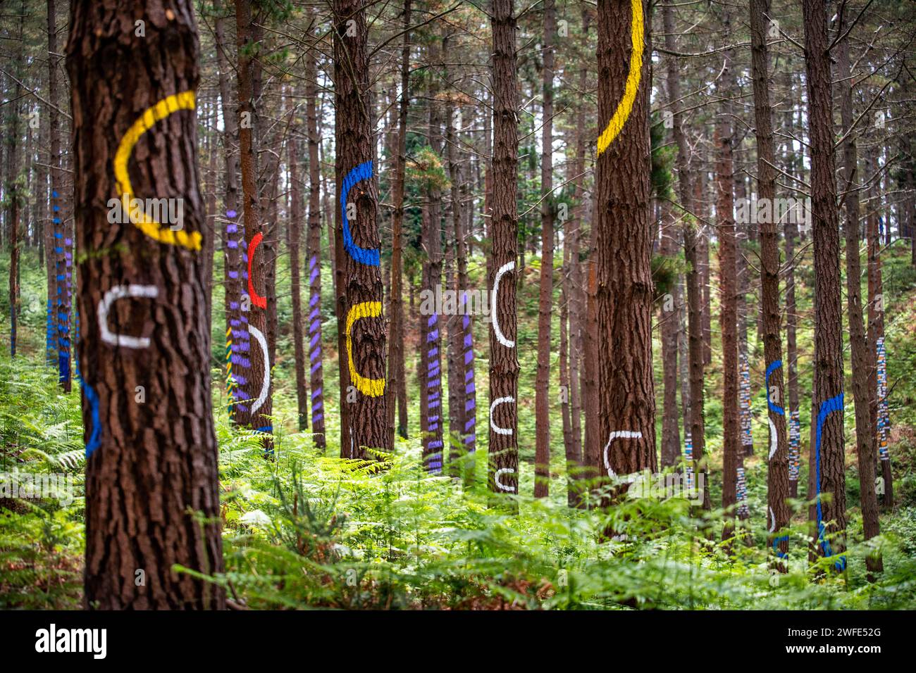 Oma Forest is a work of art by Agustin Ibarrola, a Basque sculptor and painter, in the natural reserve of Urdaibai, Oma, Vizcaya, Basque country Euska Stock Photo
