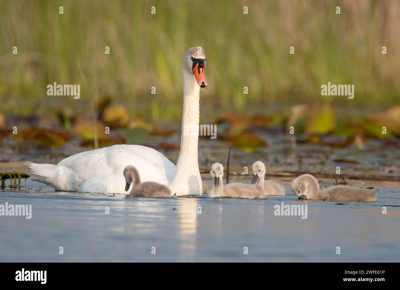 A mother swan with chicks. Danube Delta ornithology destination. Tourism destination of Romania.  Baby swan. Mute swans (Cygnus olor) Stock Photo