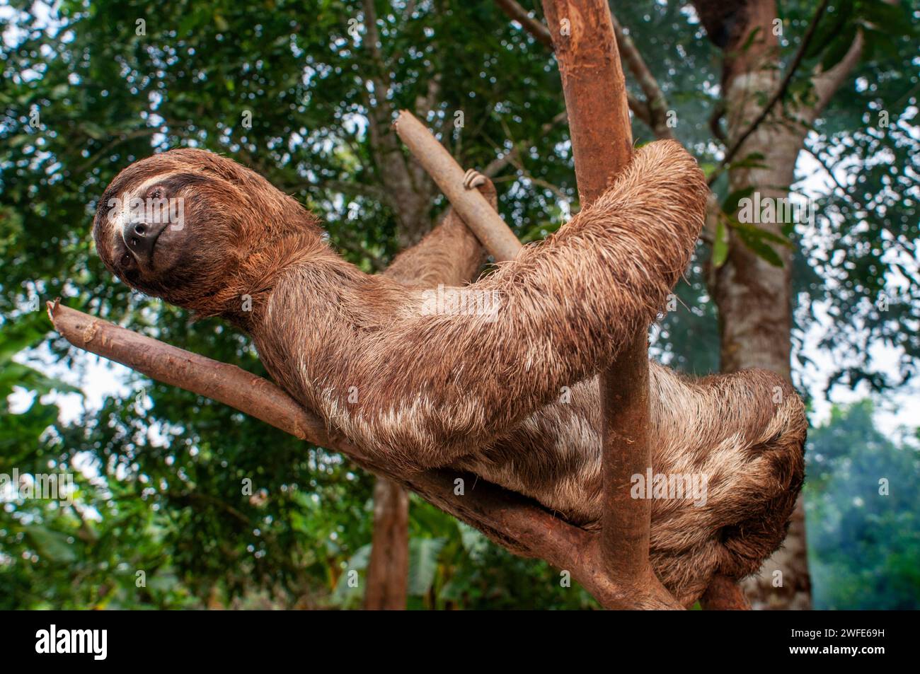 A wild brown-throated sloth, Bradypus variegatus, Landing Casual, Upper Amazon River Basin, Loreto, Peru Stock Photo