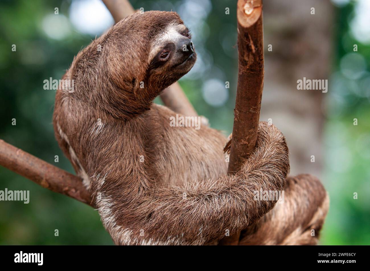 A wild brown-throated sloth, Bradypus variegatus, Landing Casual, Upper Amazon River Basin, Loreto, Peru Stock Photo