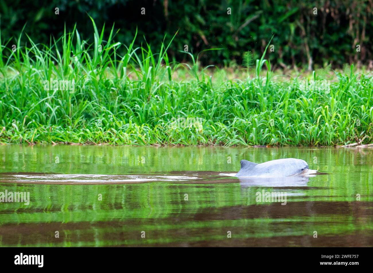 Freshwater pink dolphins in one of the tributaries of the Amazon to Iquitos about 40 kilometers near the town of Indiana. In his youth these dolphins Stock Photo