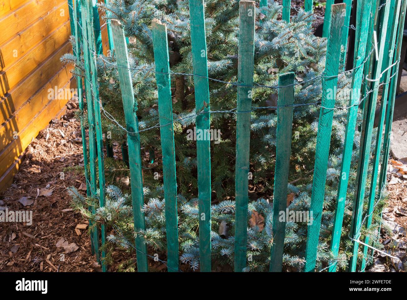 Picea glauca - Blue Colorado Spruce tree protected with green wooden fence to prevent branches from breaking from accumulated heavy ice and snow. Stock Photo